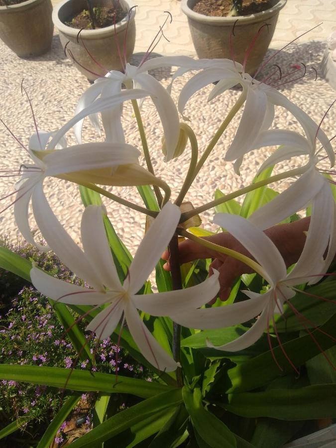 Flor De Mandacaru Pousada Boqueirao  ภายนอก รูปภาพ
